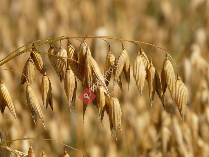 Achilles Hjemmebakeri