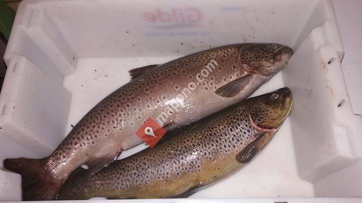 AD fisk og røykeri