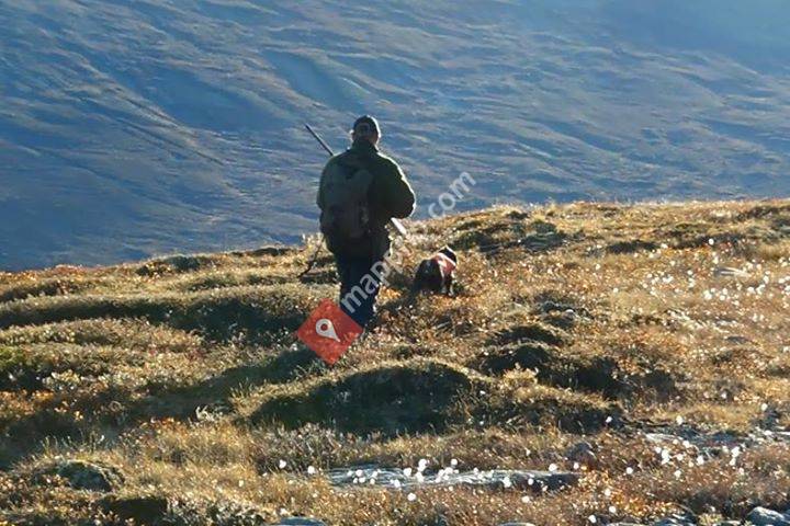American Gordon Setters