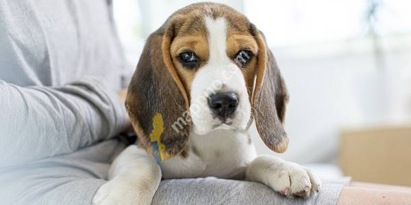 AniCura Bromölla Veterinärmottagning