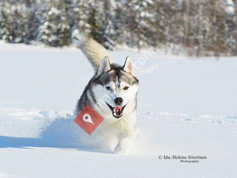 Arctic Pearl Siberian Husky