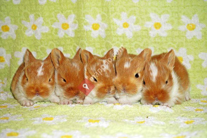 Aria Célestes kaninoppdrett