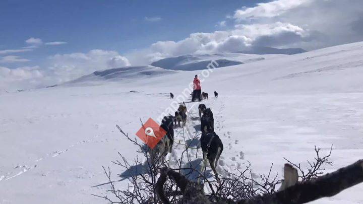 Aspåsen Gård og husky. -Hundekjøring i Meråker.