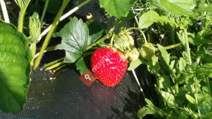 Austrått andelsjordbruk