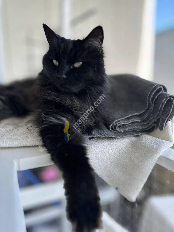 Awake Djursjukhus Helsingborg