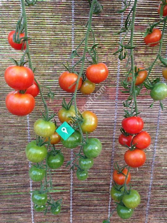 Barkens Trädgårdssällskap