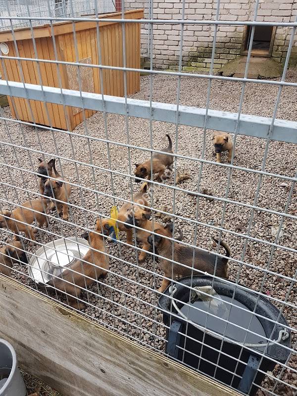 Betekulla hundcenter