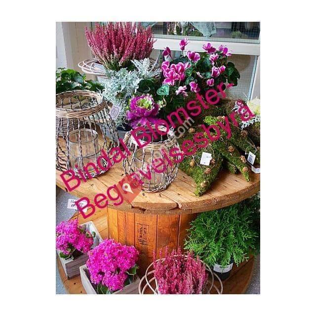 Bindal Blomster og Begravelsesbyrå