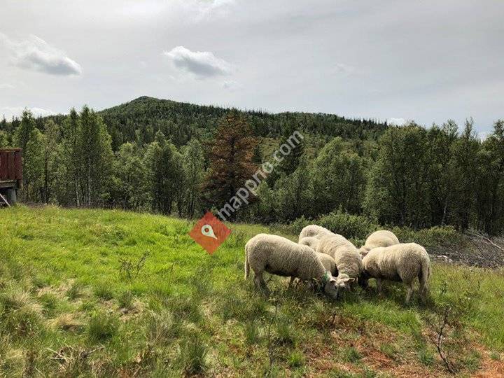 Borstu Rognes, Håvard Rognes