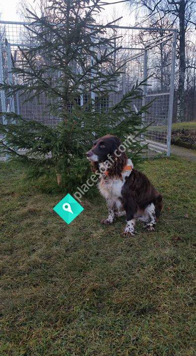 Brobydalens Kennel