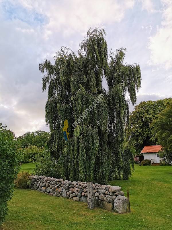 Den store hengebjørka