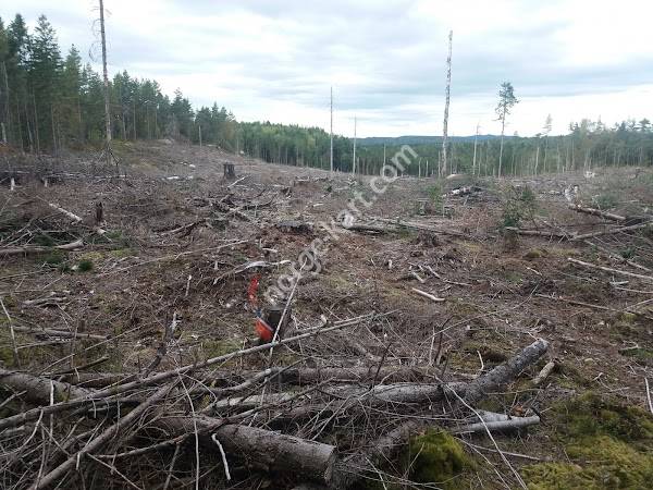 Det norske Skogselskap