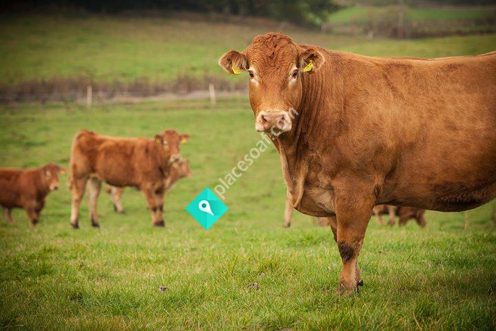Dickssons Kött & Handel AB