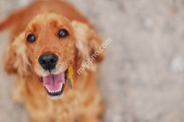 District Veterinarians Finsta