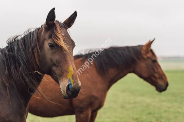 District Veterinarians Högsäter
