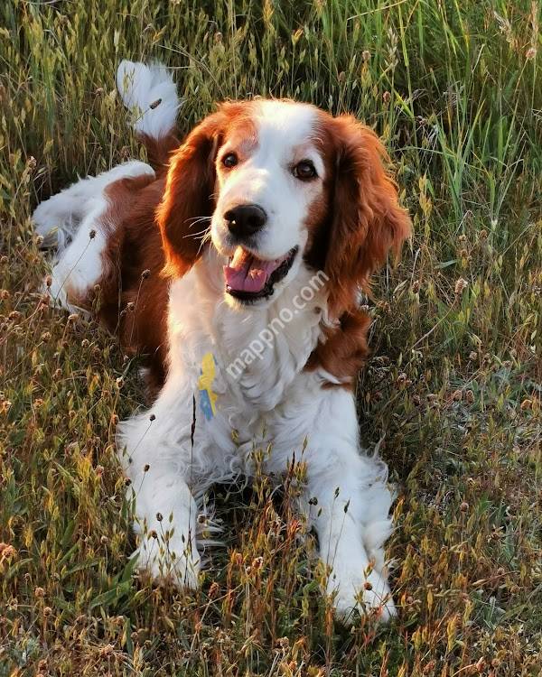 District Veterinarians Roma