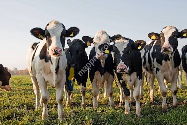 Distriktsveterinärerna Nyköping