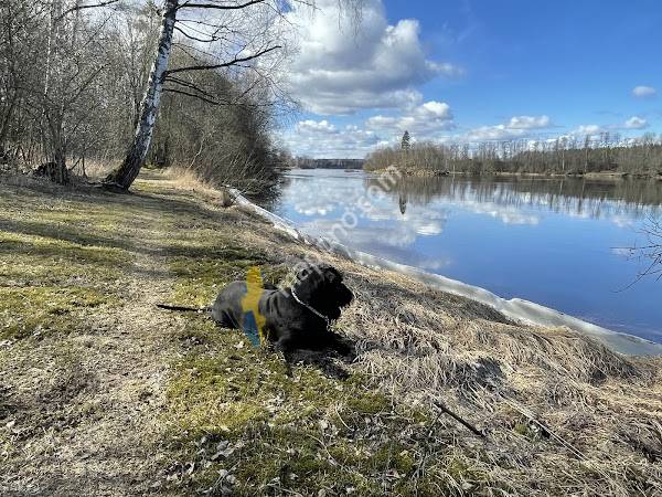 Distriktsveterinärerna Södra Dalarna
