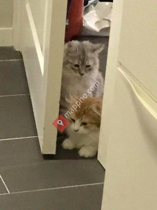 Drømmegården Kattehotell