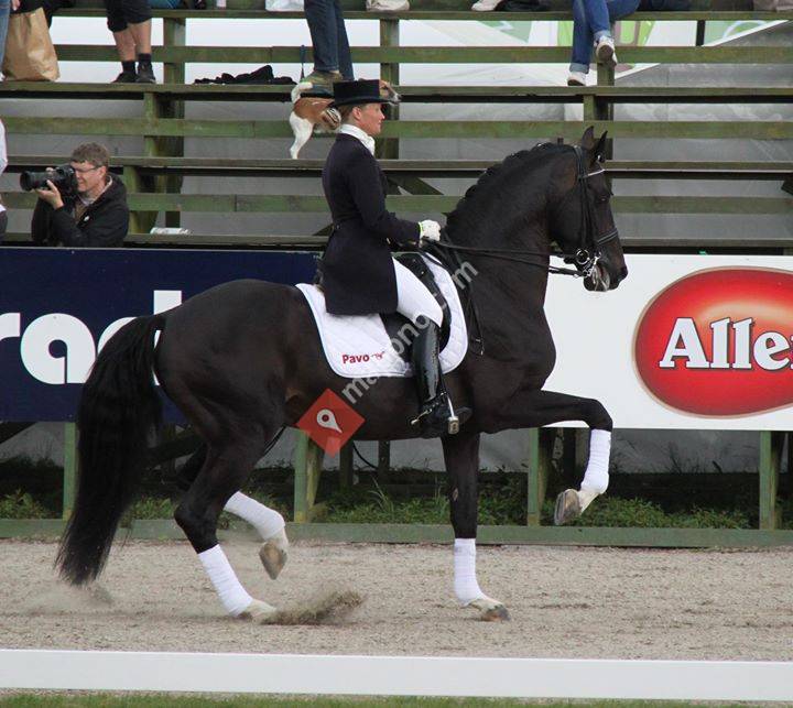 Dressurstald Louise Almlund