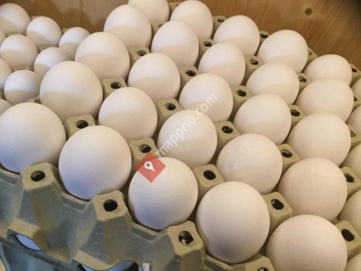 Eggbua på Skogly