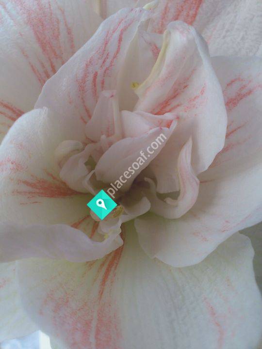 Estelle Medical Örnsköldsvik