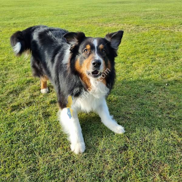 Evidensia Animal Hospital Norra Halland