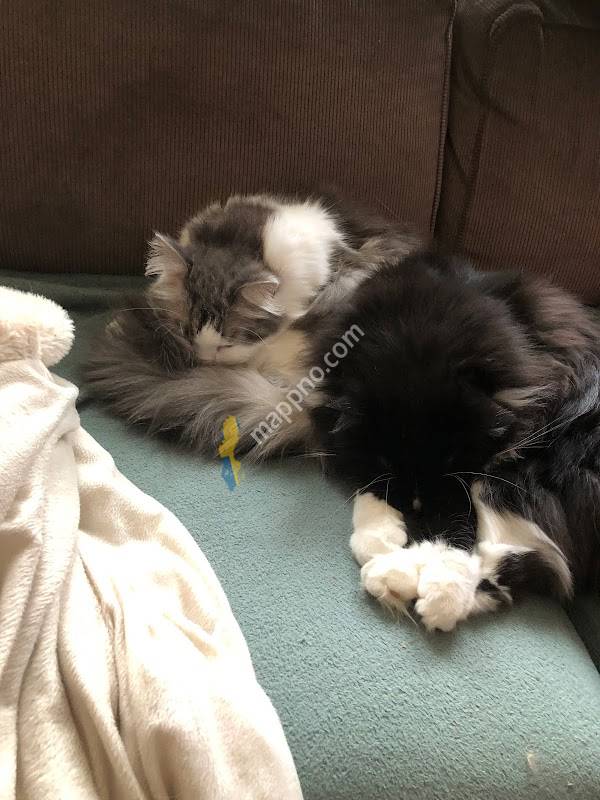 Evidensia Djurkliniken Kristianstad