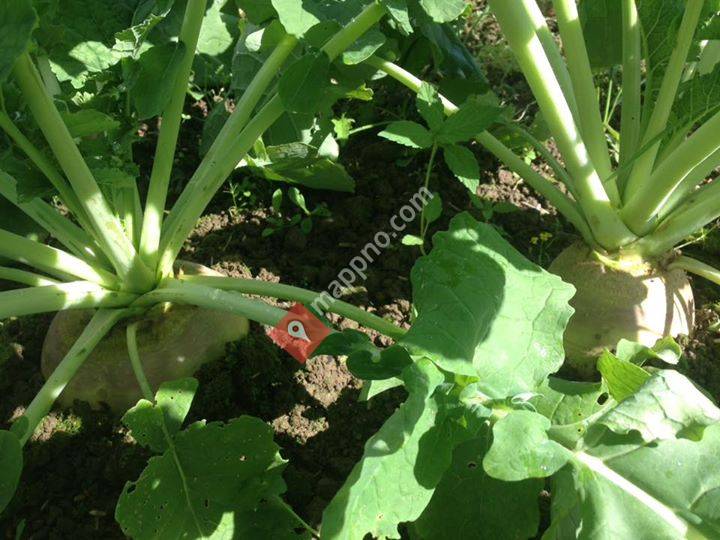 Evje Gård Grønnsaker