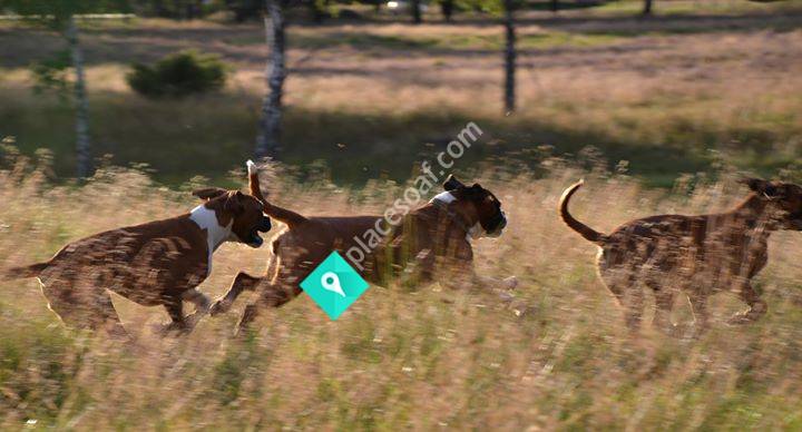 Farickos boxerkennel