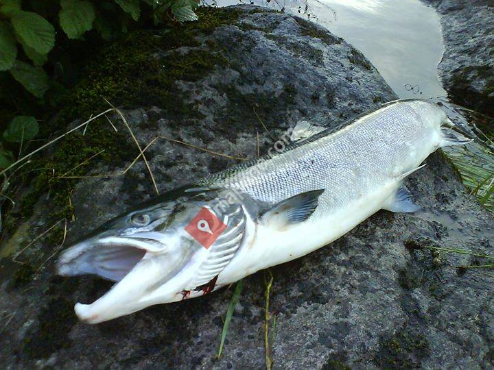 Fiskekroken Bjerkreim