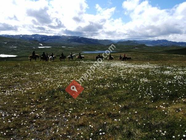 Fjellhest på Hardangervidda