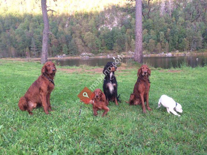 Fosseren's Hundesenter, friområde for hund.