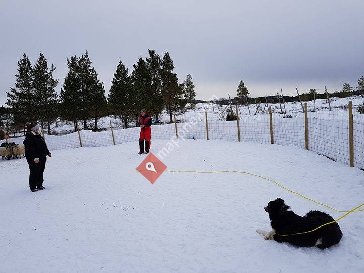 Frøya og Hitra Gjeterhundlag