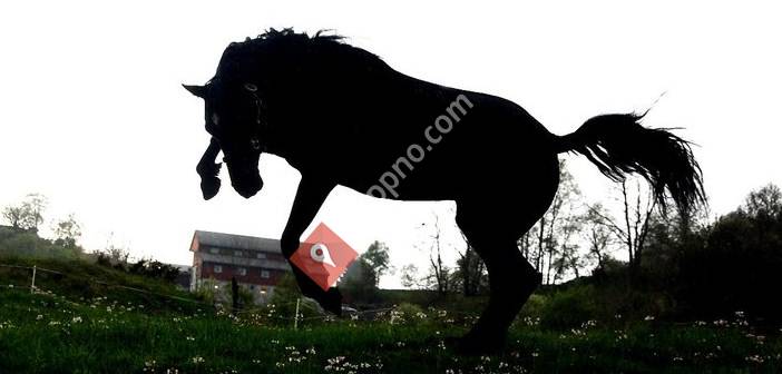 Gunillas Hestemassasje