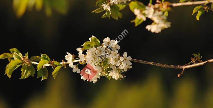 Håheimsvike hyttefelt - Ulvik, Hardanger