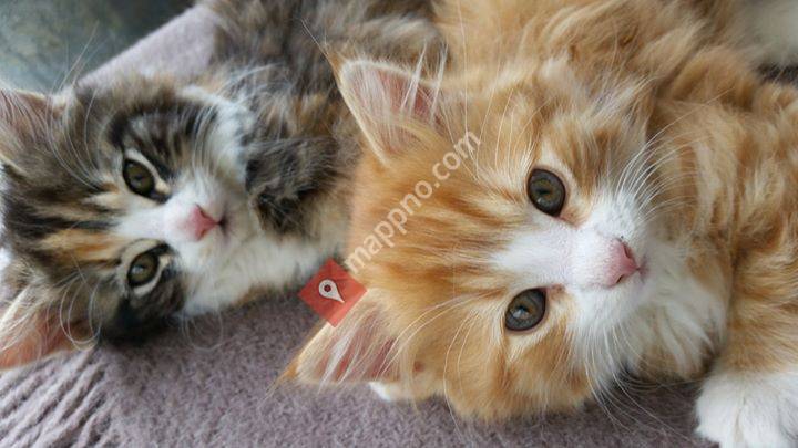 Hagastua Fritidsgård