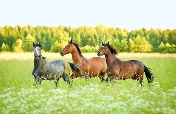 Hallands Djursjukhus Axevalla Hästklinik