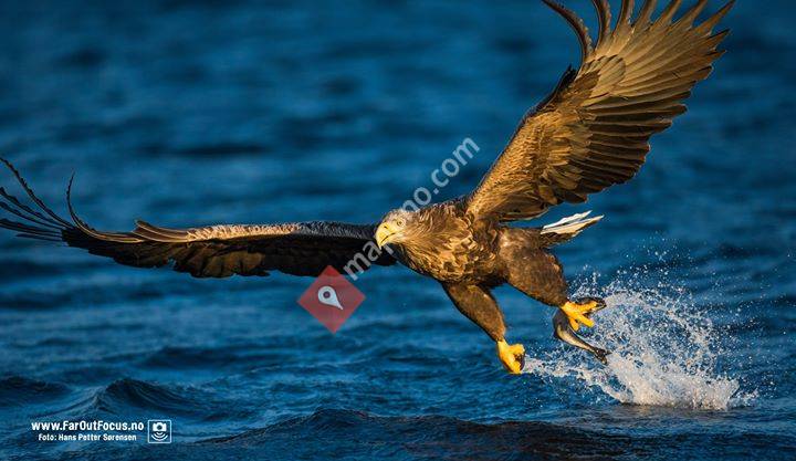 Havørn på Helgeland