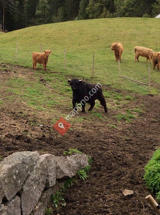 Heimdal Høglandsfe Ans