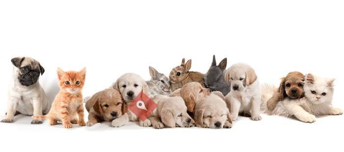 Hitra Frøya Smådyrklinikk