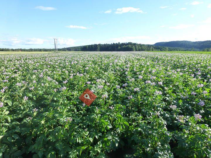 Hjelseth gård - potetutsalg