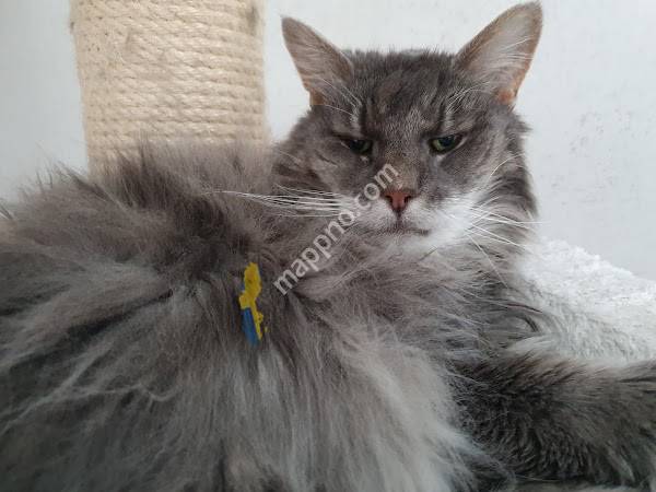 Hofors Veterinärpraktik