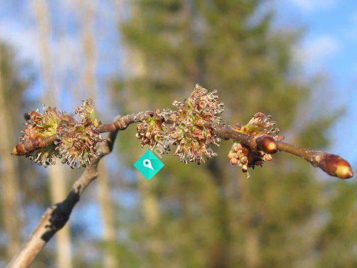 Holmströms trädgård i Ravesta