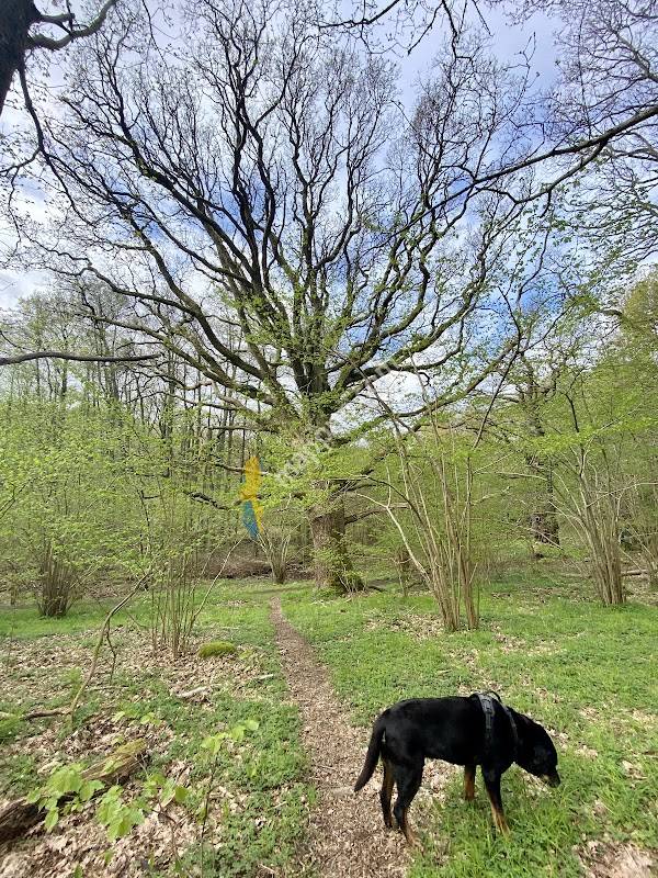Hördalens naturreservat