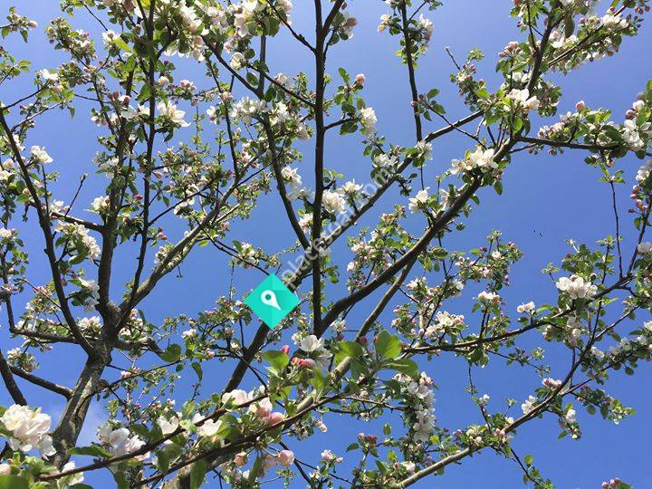 Hule Trädgård & Musteri