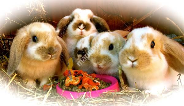 Humlebo Animals & Nature / Construction HB