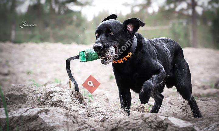 Hundetrener Synne Åkre