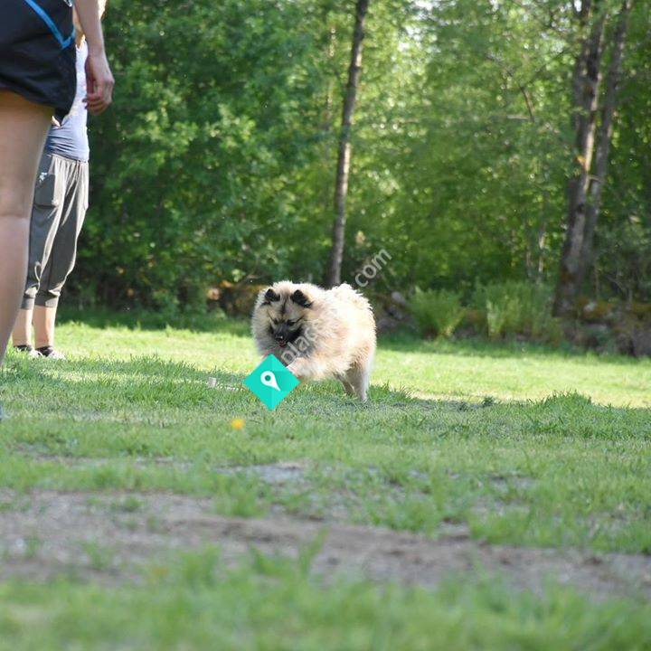 Hundspektras Utomhusplan