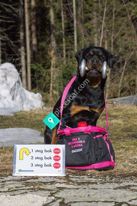 Idas hundskola i Könsa